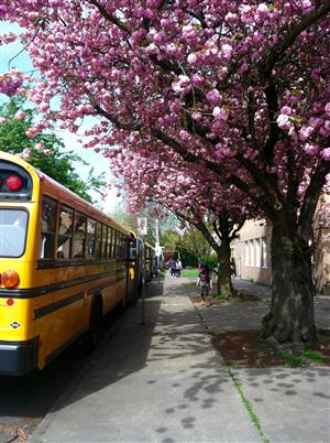 bus under trees