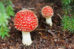 Mushroom