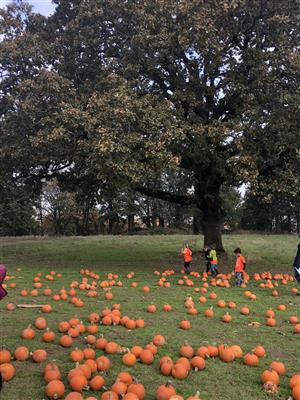 Pumpkin patch 