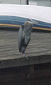 heron 