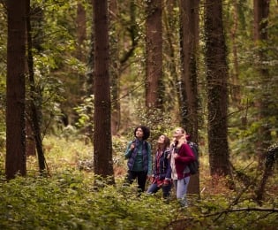 Students in the woods looking up in awe