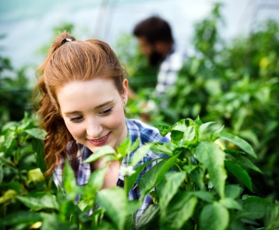 Students harvesting herbs