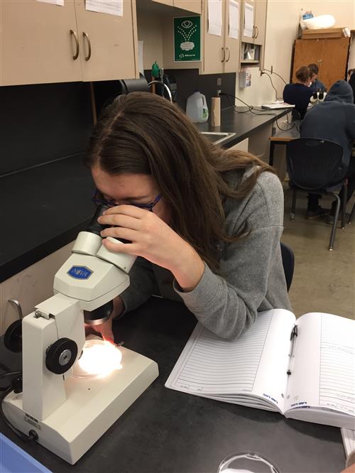 Microscope 