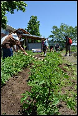 Potato plants and weeding 