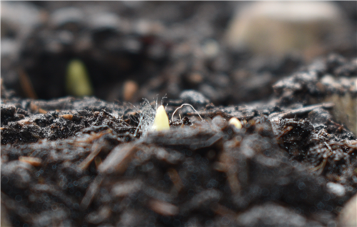 Week 1 Corn I 