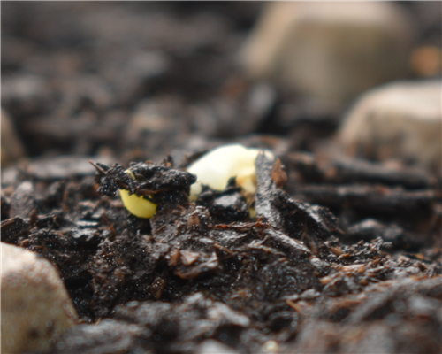 Week 1 Corn II 