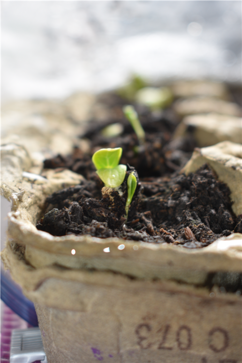 Week 1 Cucumber I