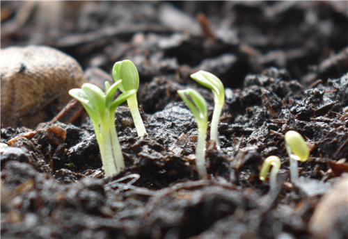 Week 1 Lettuce 