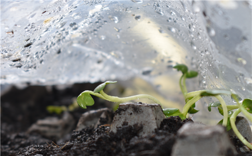 Week 1 Radishes II