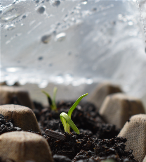 Week 1 Spinach 