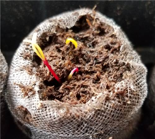 Week 1 Swiss Chard 