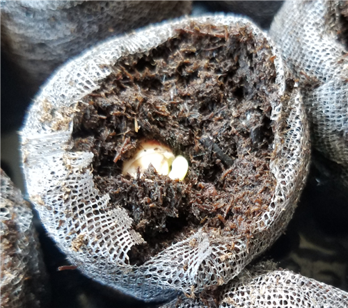 Week 2 Beans 
