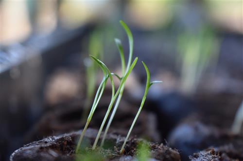 Week 3 Carrots 