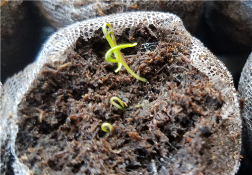 Week 2 Carrots 