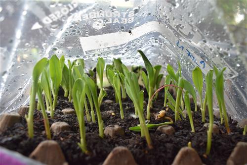 Week 2 II Corn 
