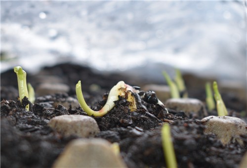 Week 2 I Corn 