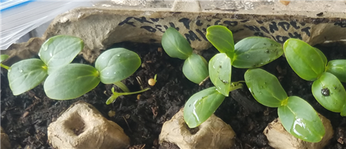 Week 2 Cucumbers I 