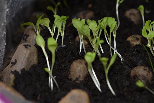 Week 3 Lettuce 