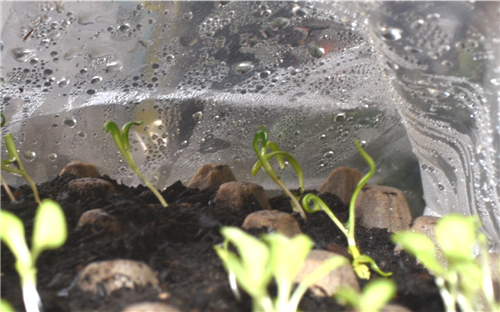 Week 2 Spinach 