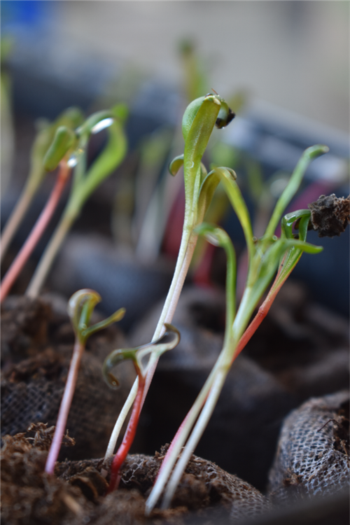 Week 3 Swiss Chard I 