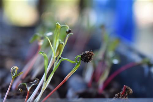Week 3 Swiss Chard II 
