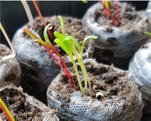 Week 2 Swiss Chard 