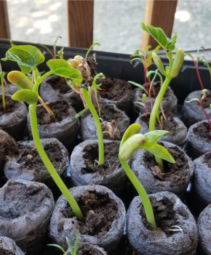 Week 4 Beans 