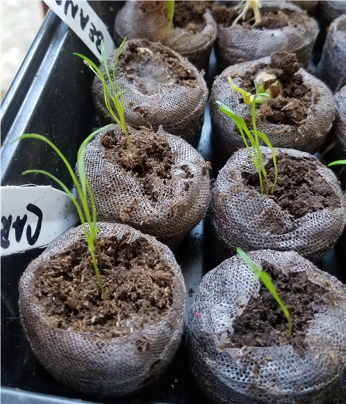 Week 4 Carrots 