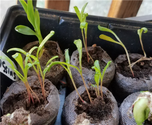 Week 4 Swiss Chard 