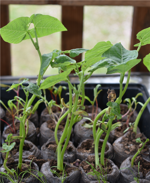 Week 5 Beans 