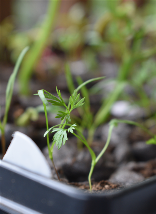 Week 5 Carrots 