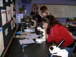 microscopes 