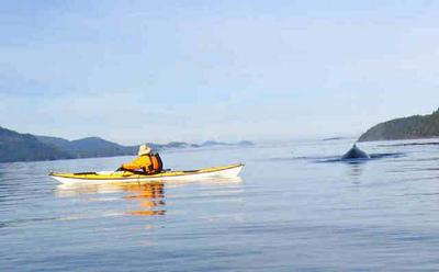 Kayaking and Orca 