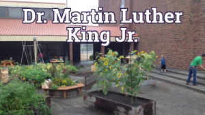 MLK 