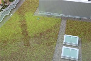 The Green roof